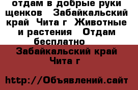 отдам в добрые руки щенков - Забайкальский край, Чита г. Животные и растения » Отдам бесплатно   . Забайкальский край,Чита г.